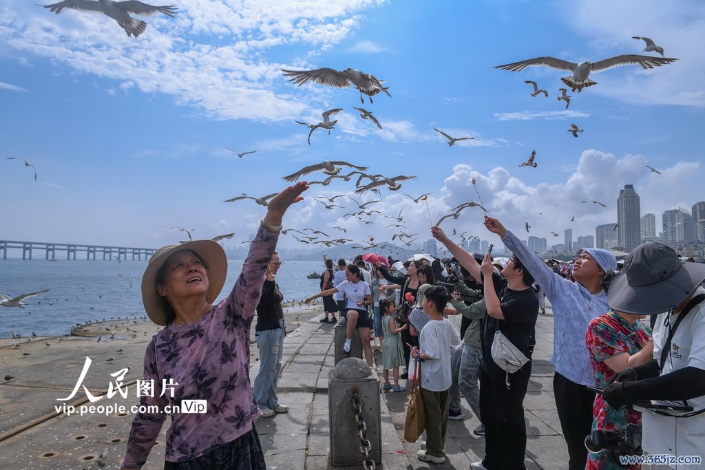 与海鸥的夏日之约